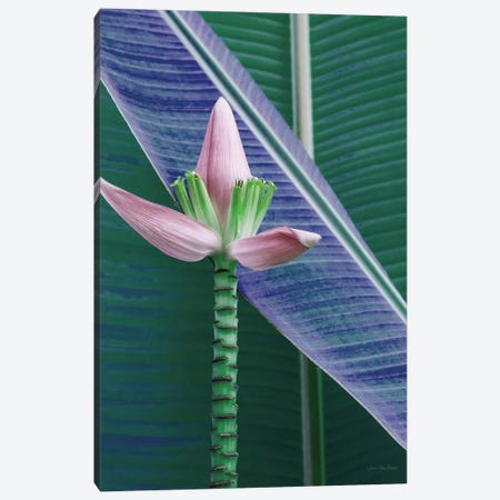 Banana Flower Canvas Print #STD157} by Seven Trees Design Canvas Art