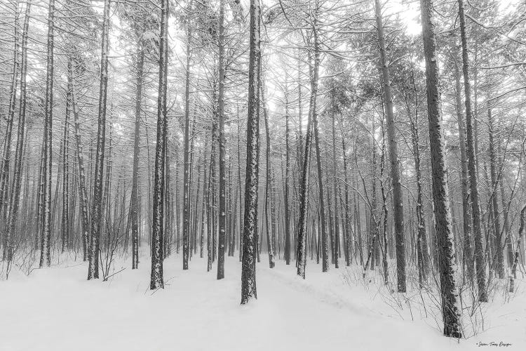 Let It Snow Forest