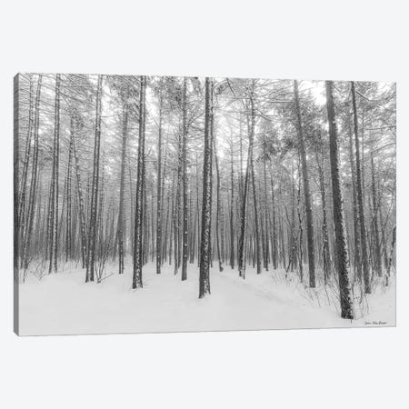 Let It Snow Forest Canvas Print #STD189} by Seven Trees Design Canvas Artwork
