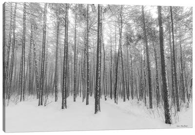 Let It Snow Forest Canvas Art Print - Seven Trees Design