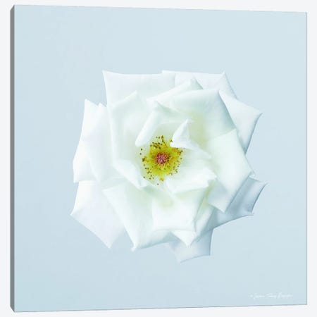 Rose I Canvas Print #STD50} by Seven Trees Design Canvas Wall Art