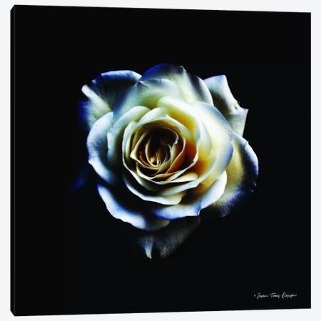 Rose II Canvas Print #STD51} by Seven Trees Design Canvas Wall Art