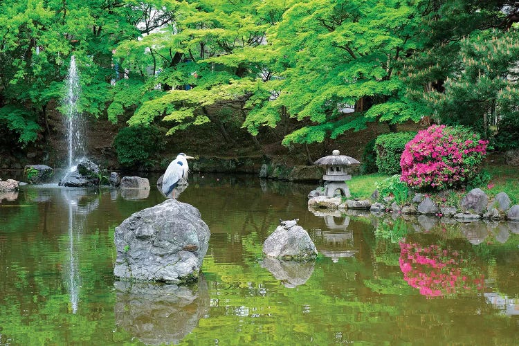 Heron In A Pond, Kyoto Prefecture, Japan