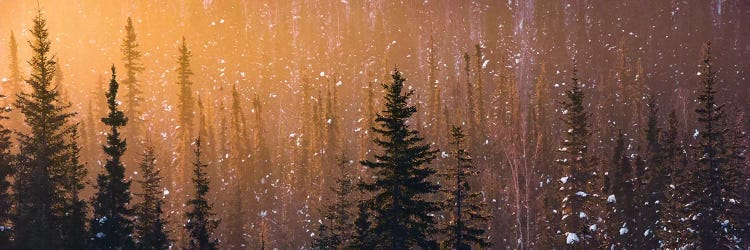 Light In The Woods