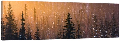 Light In The Woods Canvas Art Print - Winter Art