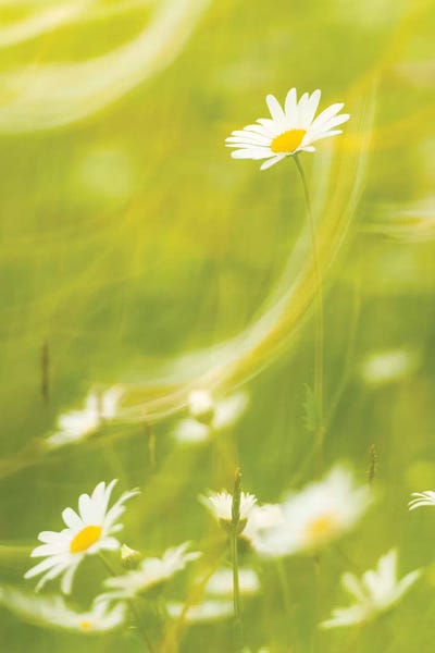 Stefan Hefele: Margeritenwischer by Stefan Hefele