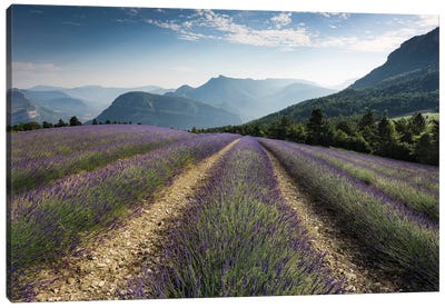 Mountain Lavender, The Alps Canvas Art Print - Herb Art