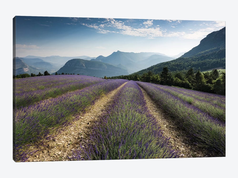 Mountain Lavender, The Alps by Stefan Hefele 1-piece Art Print