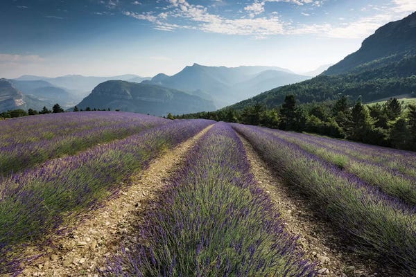 Herbs: Mountain Lavender, The Alps by Stefan Hefele