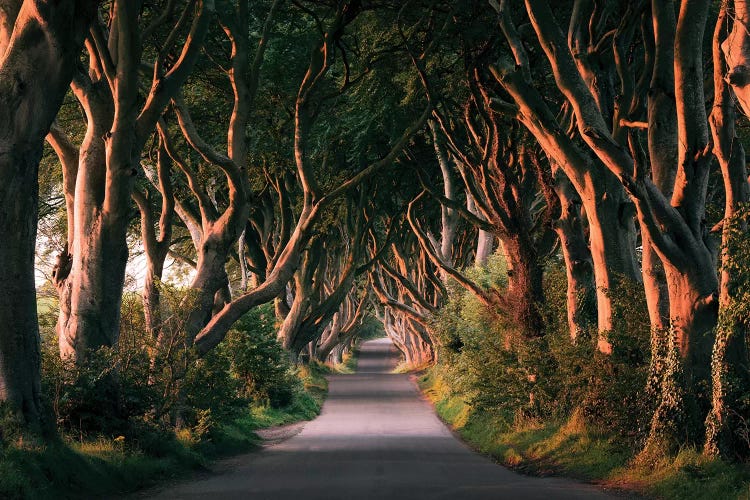 Nature's Lingerie - Dark Hedges