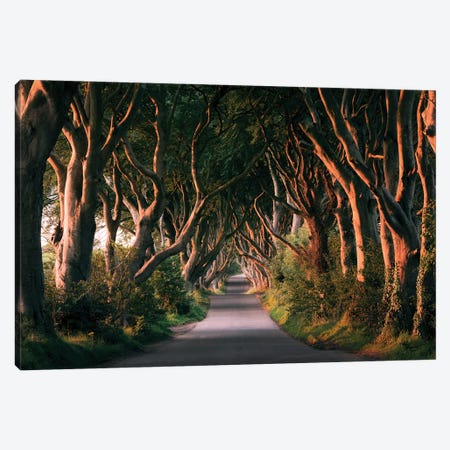 Nature's Lingerie - Dark Hedges Canvas Print #STF117} by Stefan Hefele Canvas Print