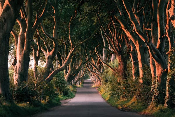 Trails, Paths & Roads: Nature's Lingerie - Dark Hedges by Stefan Hefele