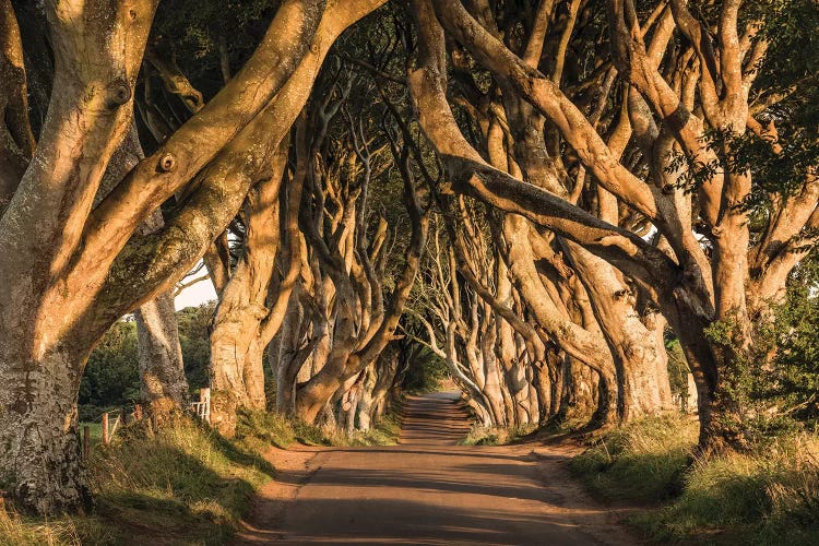 Old Avenue by Stefan Hefele wall art