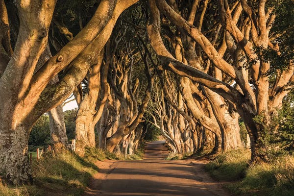 Trails, Paths & Roads: Old Avenue by Stefan Hefele