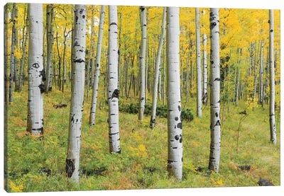 Orange Forest, Germany Canvas Art Print - Aspen and Birch Trees