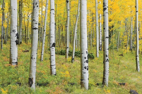 Aspen Trees | Birch Trees: Orange Forest, Germany by Stefan Hefele