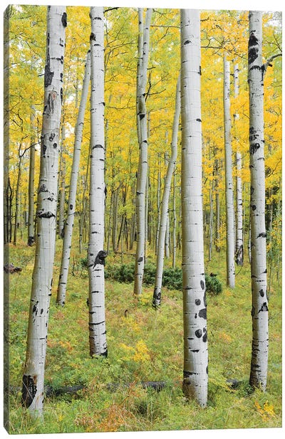 Orange Forest, Germany - Vertical Canvas Art Print - Aspen and Birch Trees