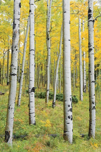 Birch Trees: Orange Forest, Germany - Vertical by Stefan Hefele