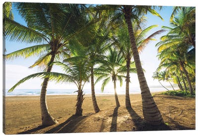 Palm Island, Puerto Rico Canvas Art Print - Tropical Beach Art