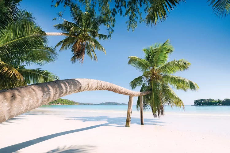 Palm, Seychelles