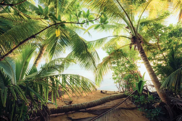 Pirate's Hideout, Caribbean by Stefan Hefele wall art