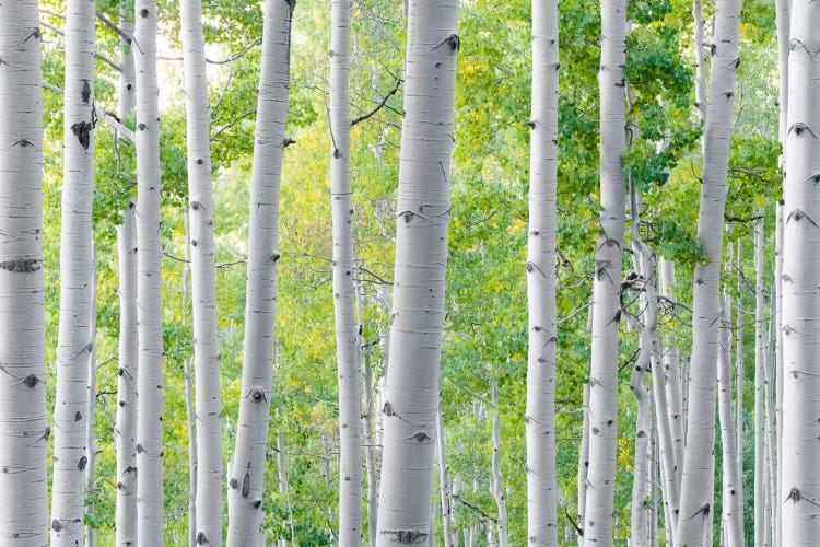 Aspen