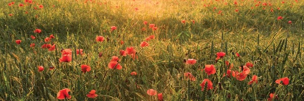 Photography: Poppy World I by Stefan Hefele