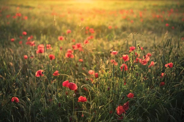 Spring: Poppy World II by Stefan Hefele