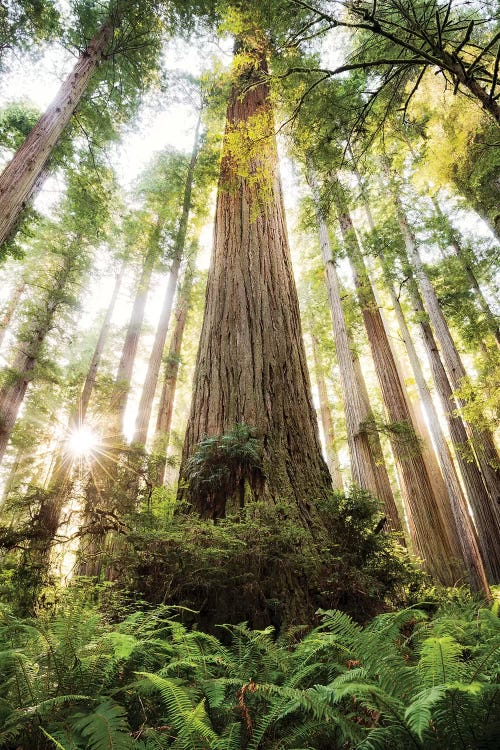 Redwood Forest