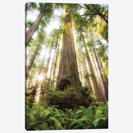 Redwood Forest Canvas Print #STF137} by Stefan Hefele Canvas Art Print