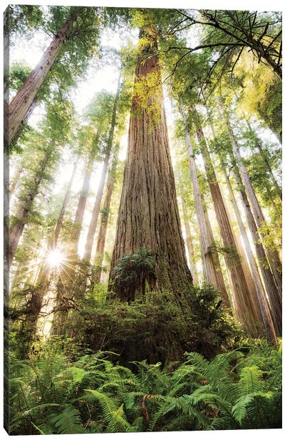 Redwood Forest Canvas Art Print - Nature Lover