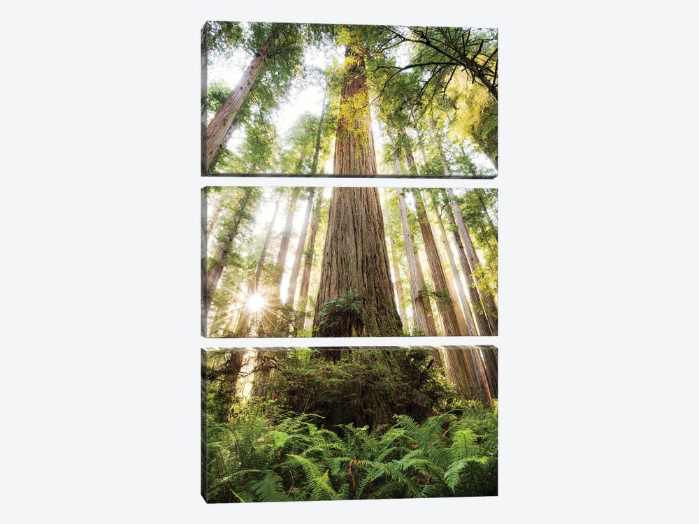 Redwood Forest by Stefan Hefele 3-piece Canvas Artwork