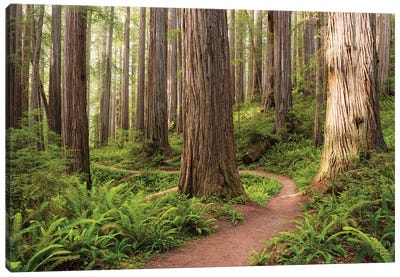Redwood Trail Canvas Art Print - Nature Art