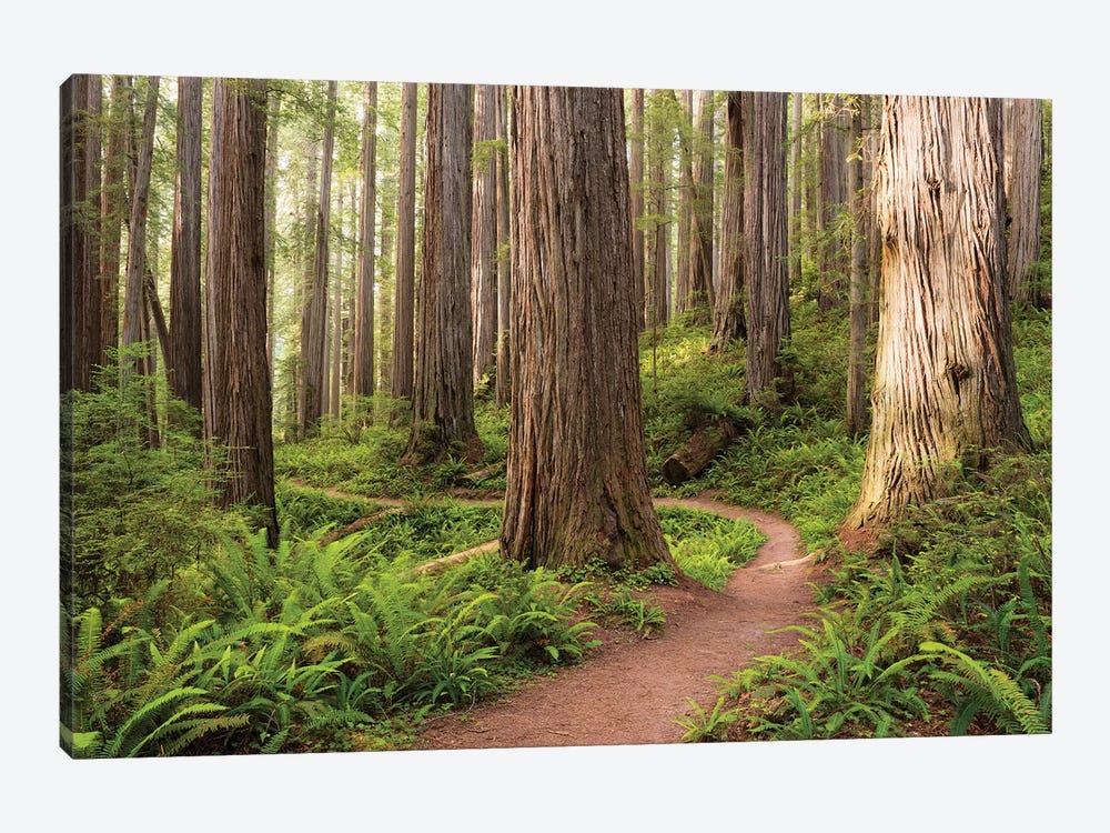 Redwood Trail by Stefan Hefele 1-piece Canvas Art Print