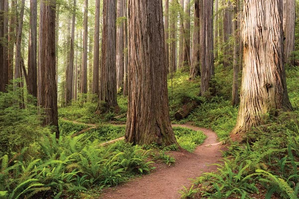 Large Photography - Canvas Prints: Redwood Trail by Stefan Hefele