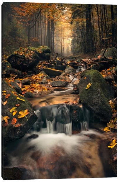 Autumn Jungle Canvas Art Print - Photography Art