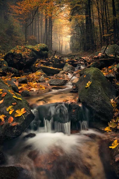 Stefan Hefele: Autumn Jungle by Stefan Hefele