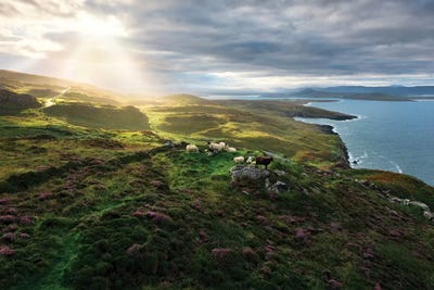 Sheep's Paradise by Stefan Hefele acrylic art print