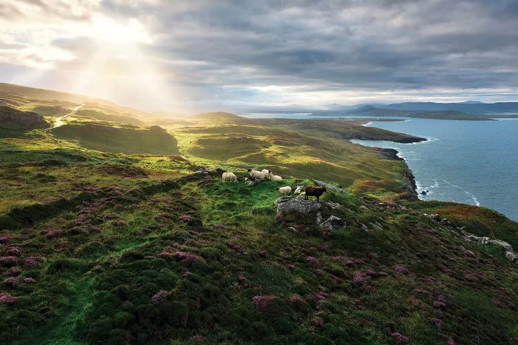 Sheep's Paradise by Stefan Hefele wall art