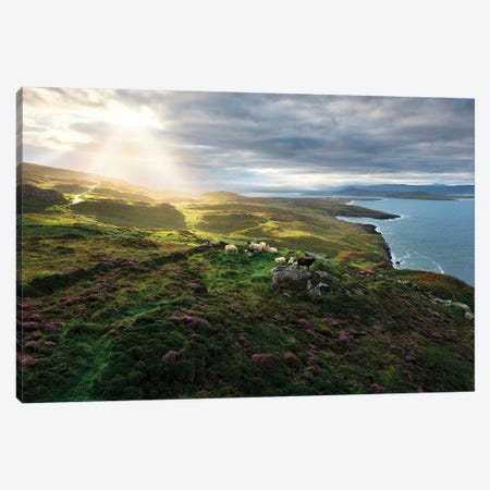 Sheep's Paradise Canvas Print #STF146} by Stefan Hefele Canvas Art