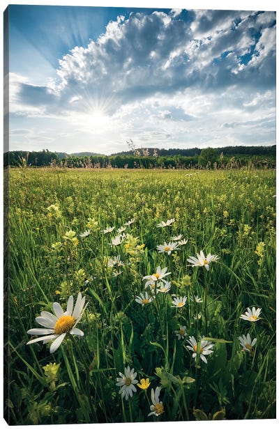Summer Breeze Canvas Art Print - Country Scenic Photography