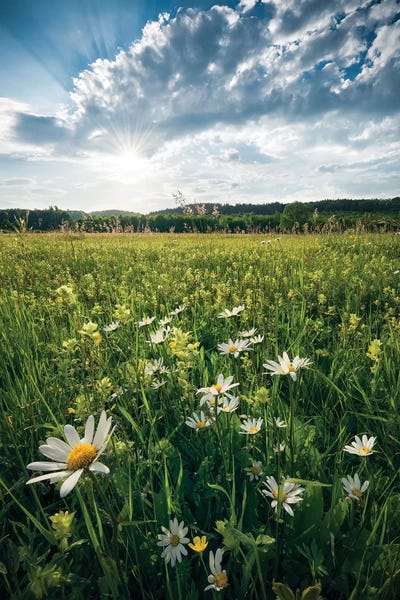 Spring: Summer Breeze by Stefan Hefele