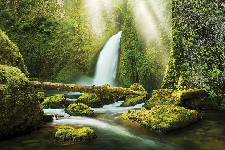 The Creation by Stefan Hefele wall art