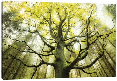 The Dreamtree Canvas Art Print - Nature Close-Up Art