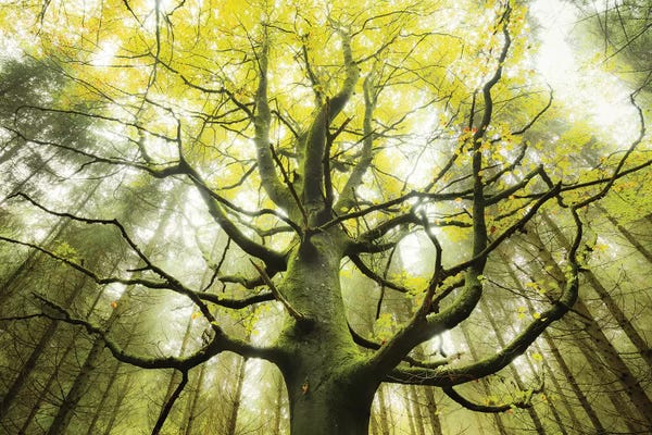 Nature Close-Ups: The Dreamtree by Stefan Hefele