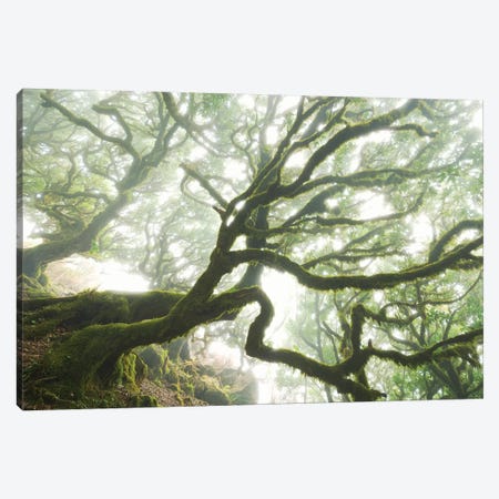The Forgotten Forest Canvas Print #STF159} by Stefan Hefele Canvas Art