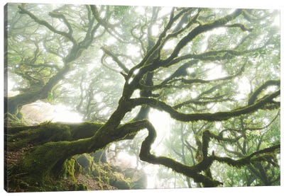 The Forgotten Forest Canvas Art Print - Tree Close-Up Art