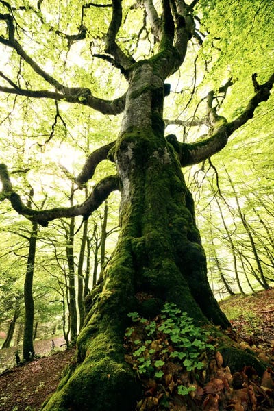 Nature Close-Ups: Baumbart by Stefan Hefele