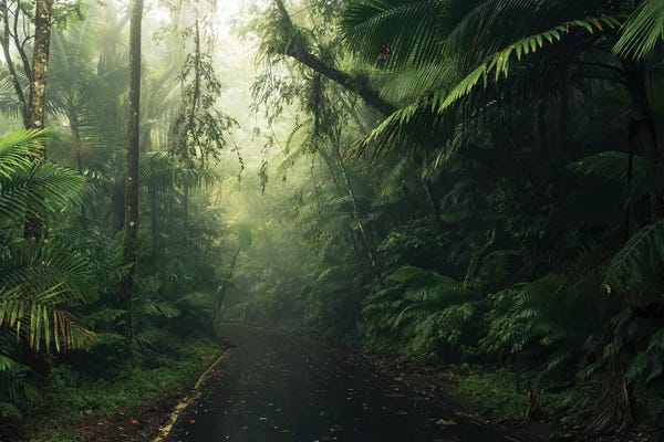 Tropical World - Caribbean