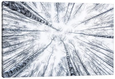 Upside Down Canvas Art Print - Aspen and Birch Trees